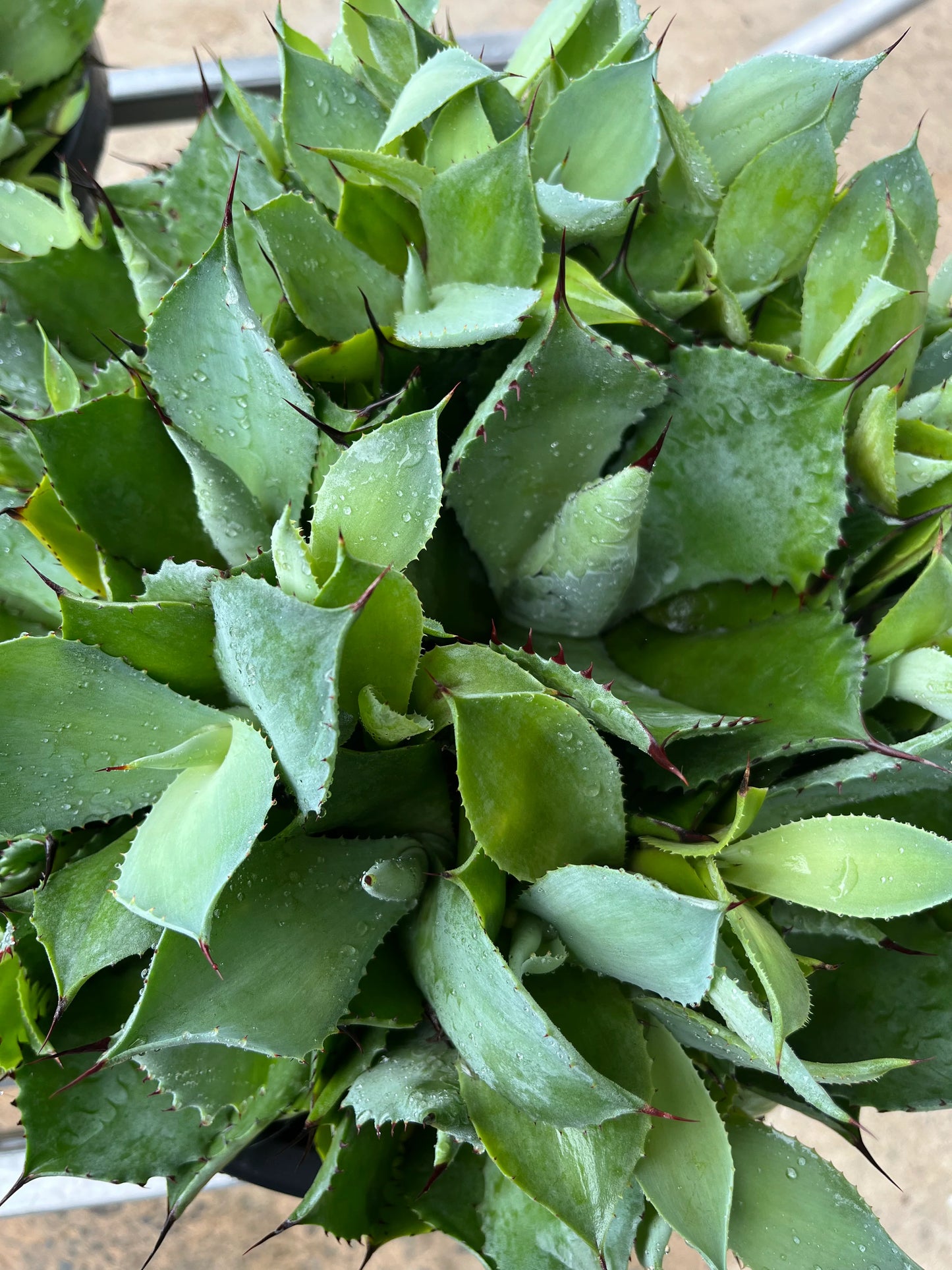Agave 'Confederate Rose' (Confederate Rose Agave)