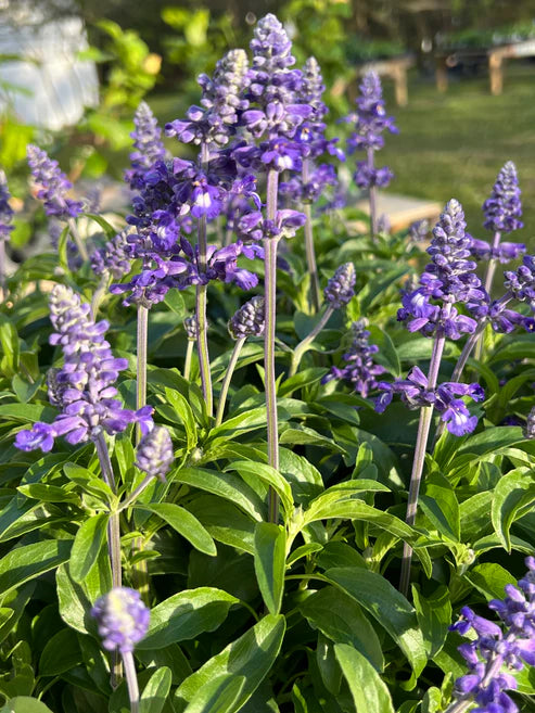 Salvia ‘Samira BiColour Blue’