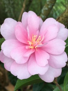 Camellia sasanqua ‘Otome Sazanka’