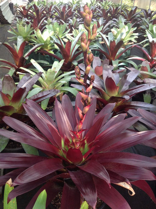 Alcantarea Imperialis 'Divine Plum' (Divine Plum Bromeliad)