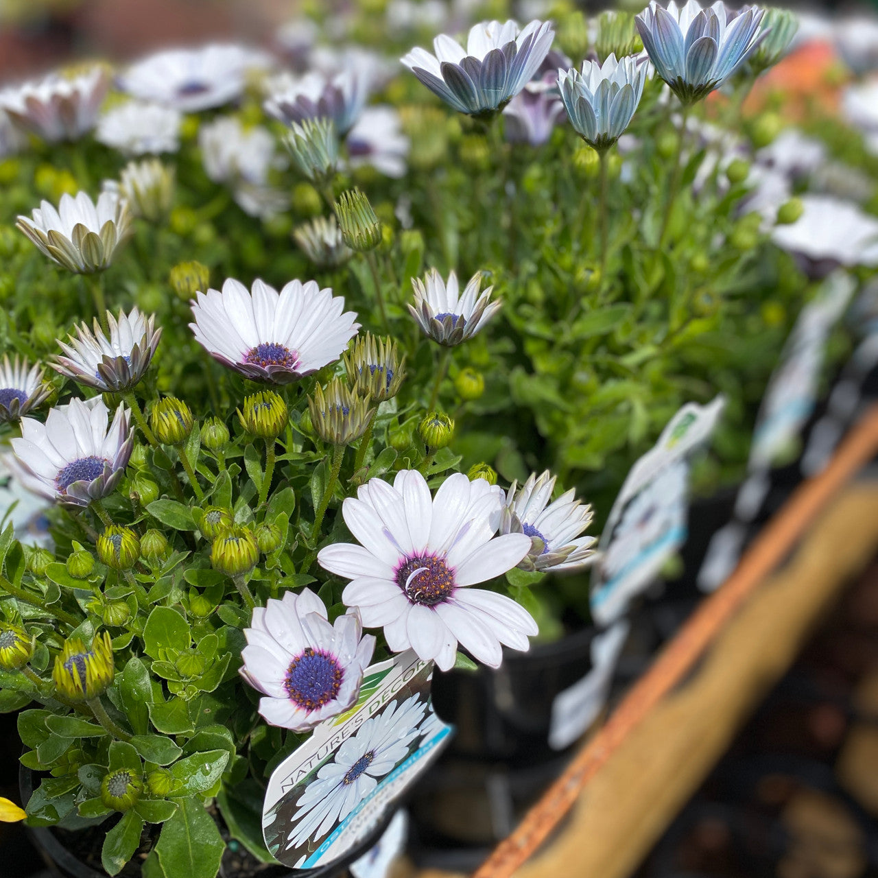 Osteospermum Ecklonis ‘Serenity White’ (Serenity White African Daisy)