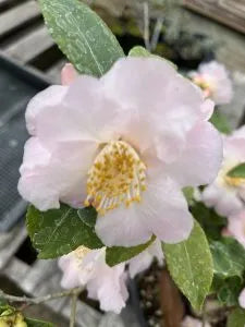 Camellia ‘Spring Mist’