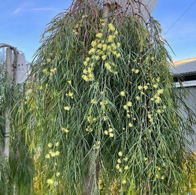 Acacia Cognata ‘Waterfall’™ Standard (River Wattle)
