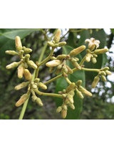 Parsonsia straminea (Common Silkpod / Twining Silkpod)