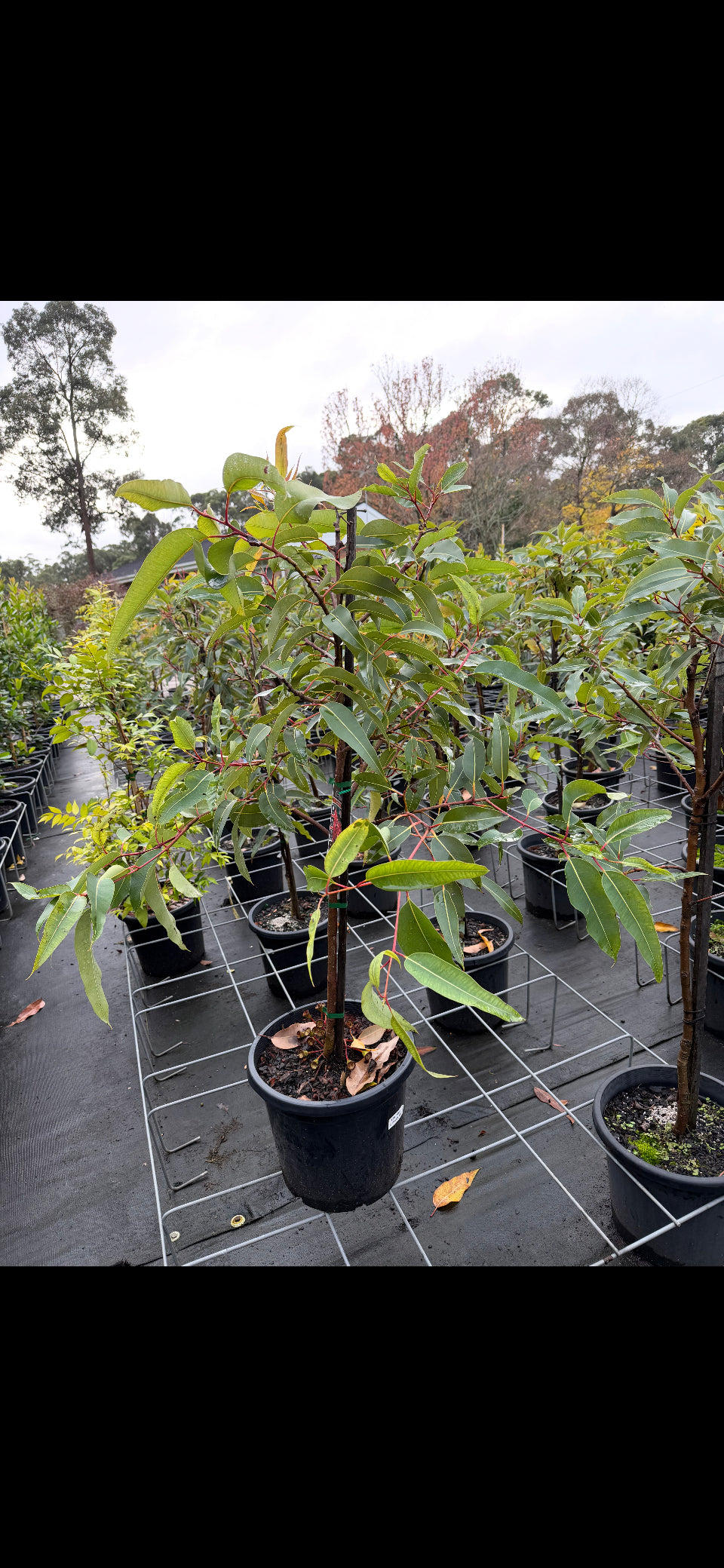 Corymbia 'Summer Beauty'