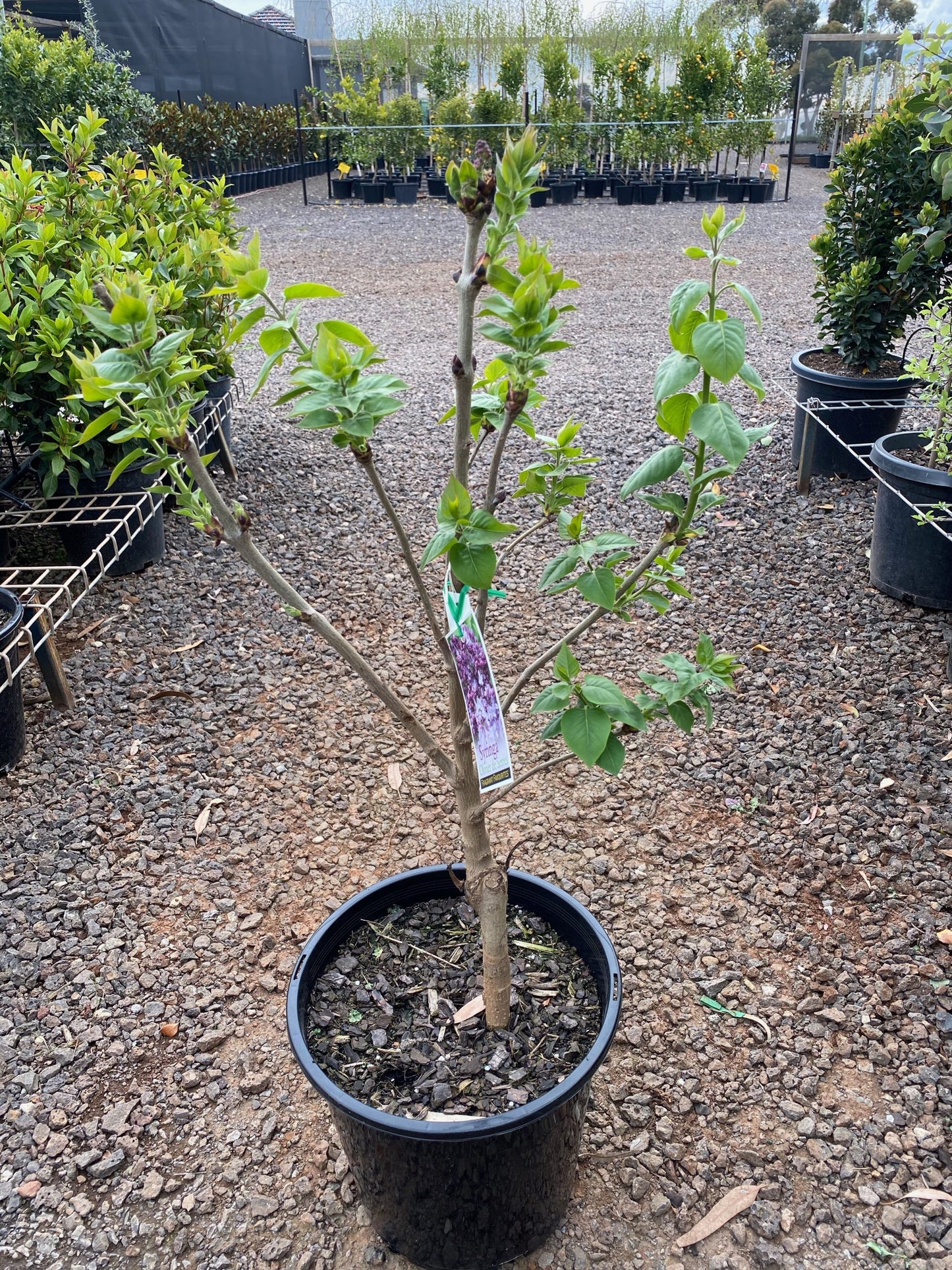 Syringa Vulgaris ‘Alice Eastwood’ (Alice Eastwood Lilac)