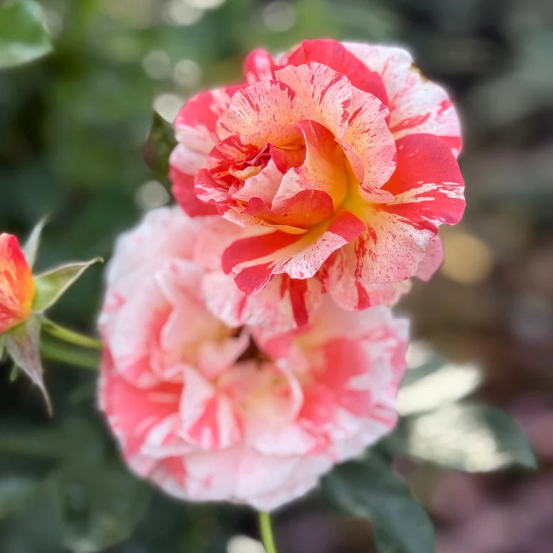 Rosa ‘Alfred Sisley’ (Delbard Rose)