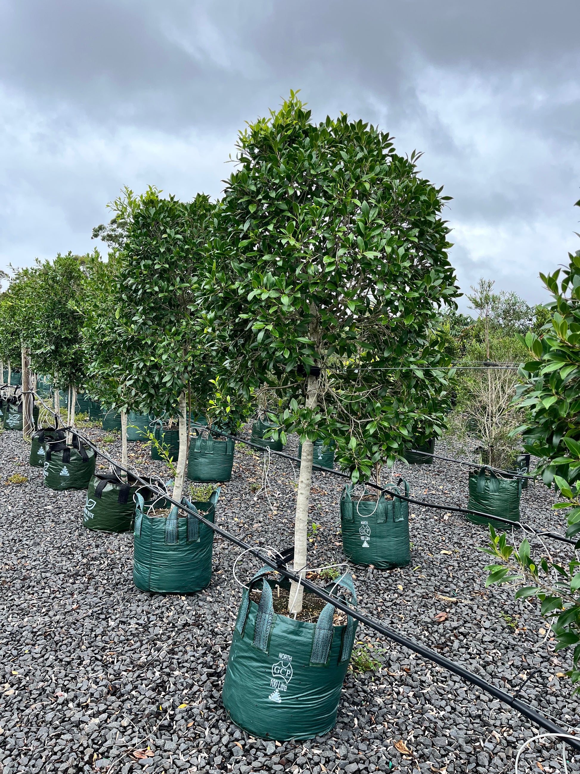 Ficus Microcarpa Hillii – Standard Fig Tree with Elegant Foliage ...