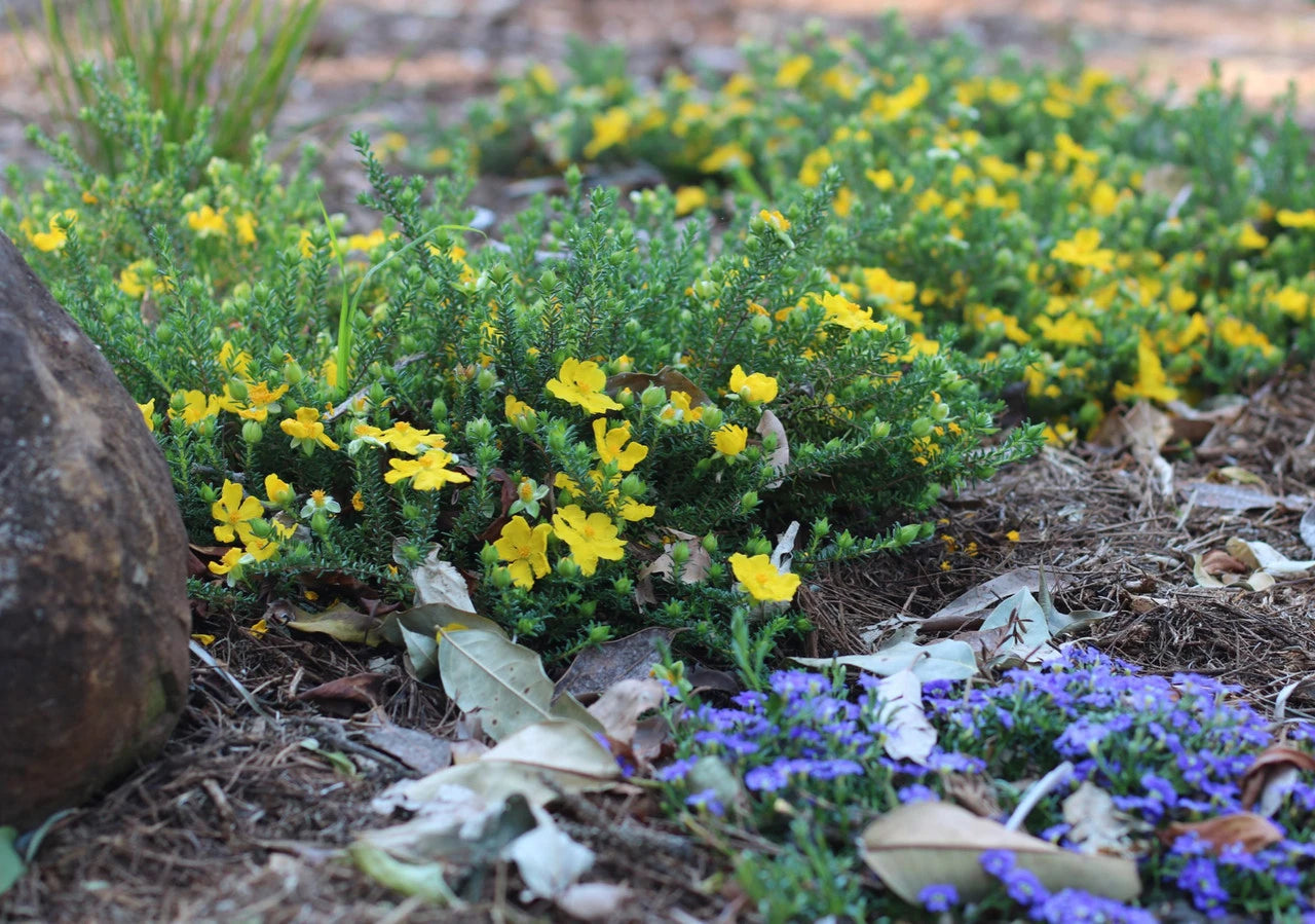 Hibbertia ‘Sun Drops’ – Guinea Flower