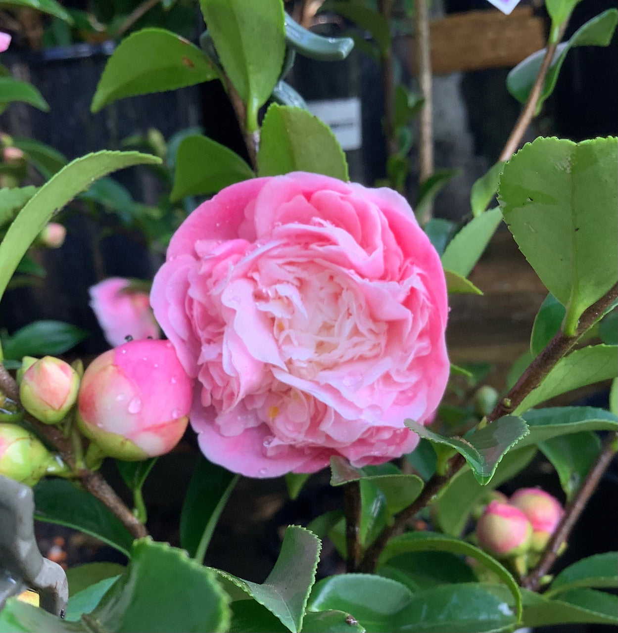 Camellia ‘Sweet Emily Kate’