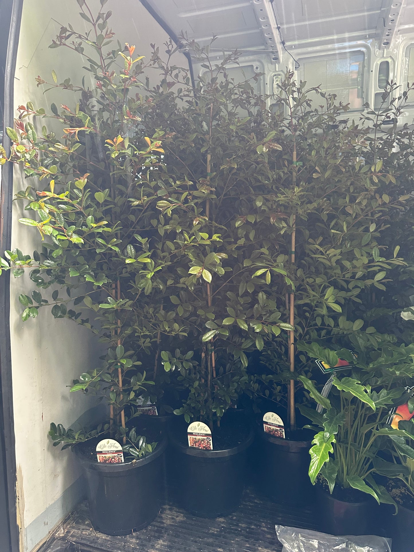 Syzygium Resilience (Lilly Pilly Resilience)