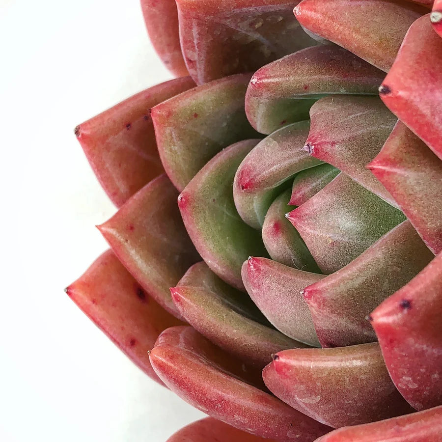Echeveria 'Red Champagne'