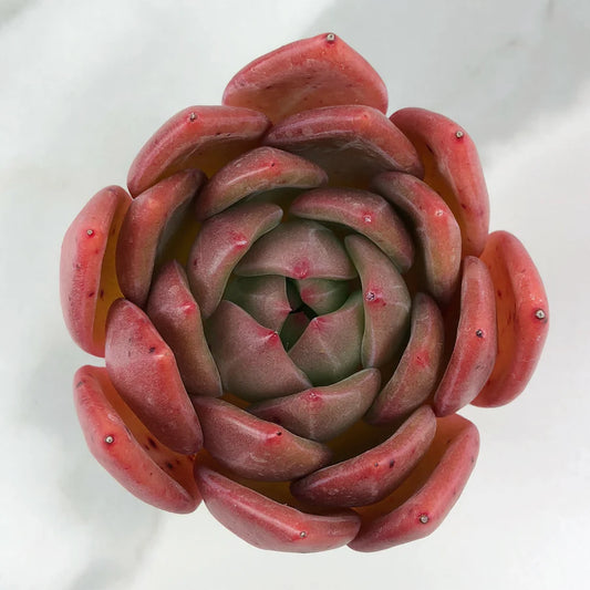 Echeveria 'Red Champagne'