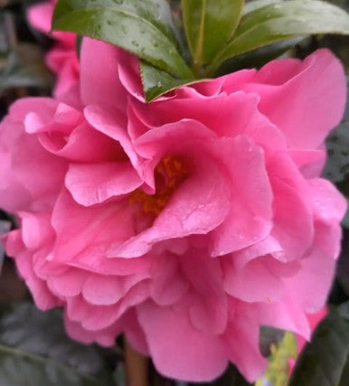 Camellia Floribunda (Pinktastic Camellia)