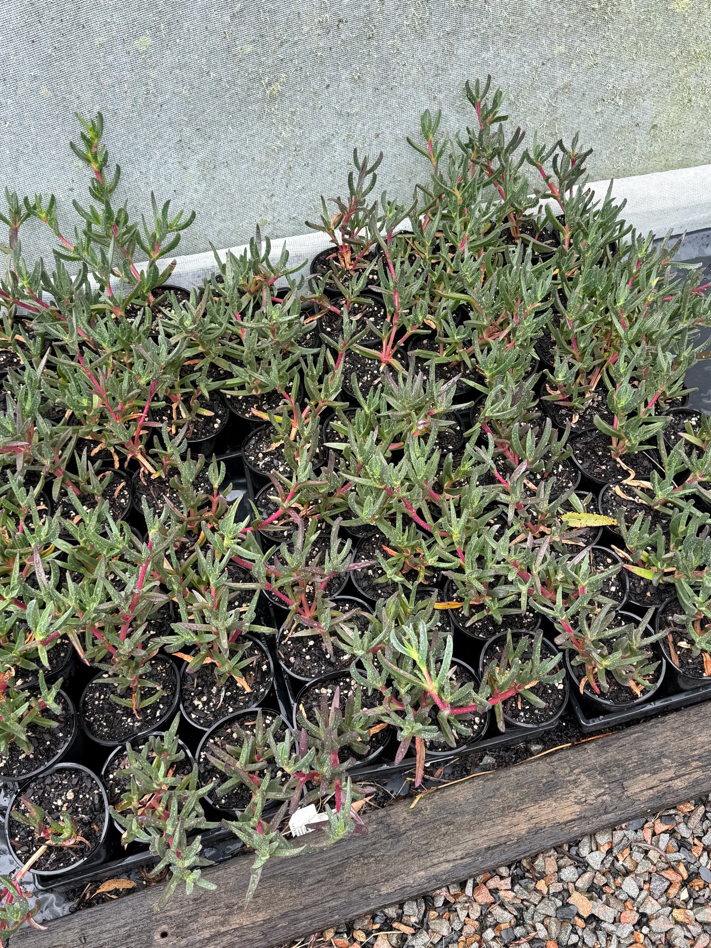 Carpobrotus Glaucescens (Pigface)