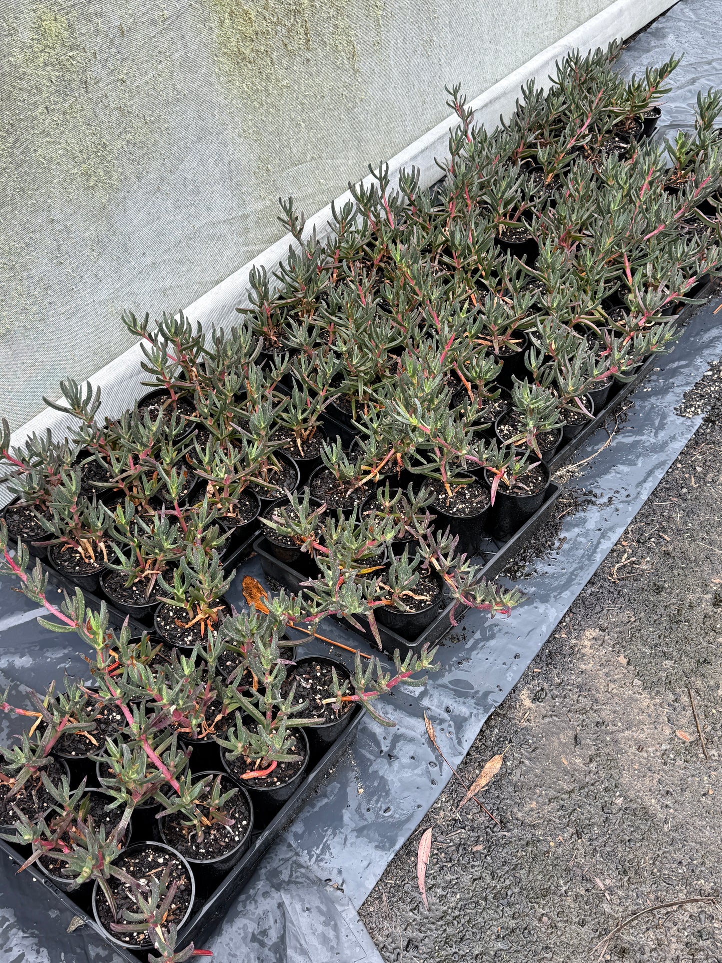 Carpobrotus Glaucescens (Pigface)