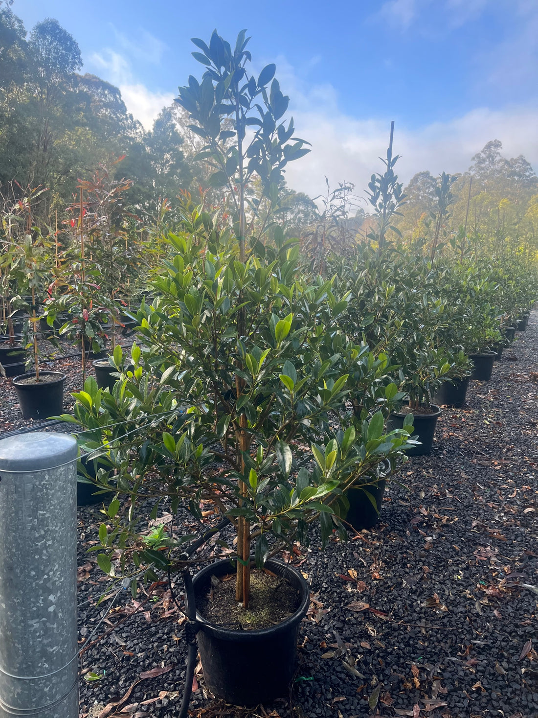 Rusty Fig Ficus Rubiginosa – Hardy Evergreen Fig Tree with Dense Foliage ...