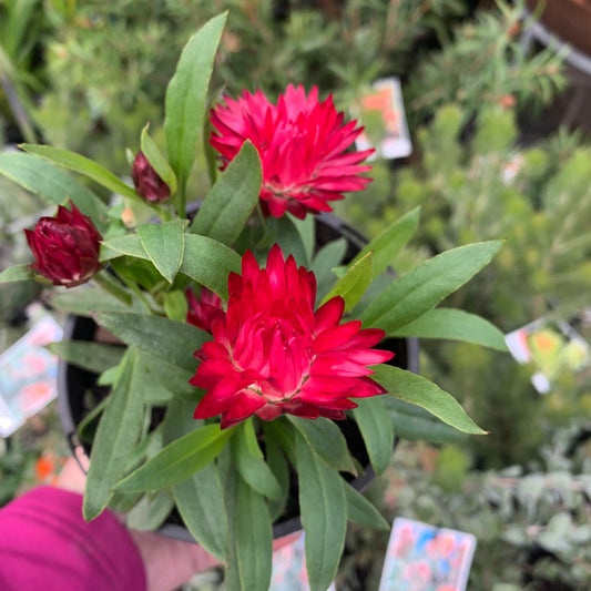Xerochrysum bracteatum 'Mohave Purple Red' (Mohave Purple Red Everlasting Daisy)