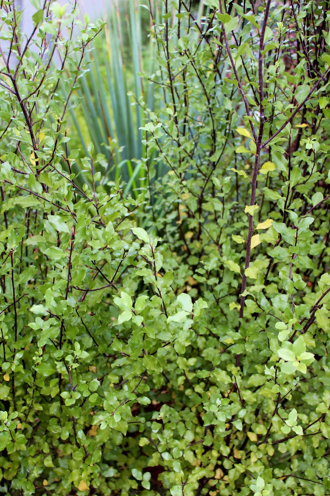 Pittosporum Tenuifolium ‘James Stirling’ (James Stirling Pittosporum)