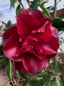 Camellia japonica ‘Black Magic’