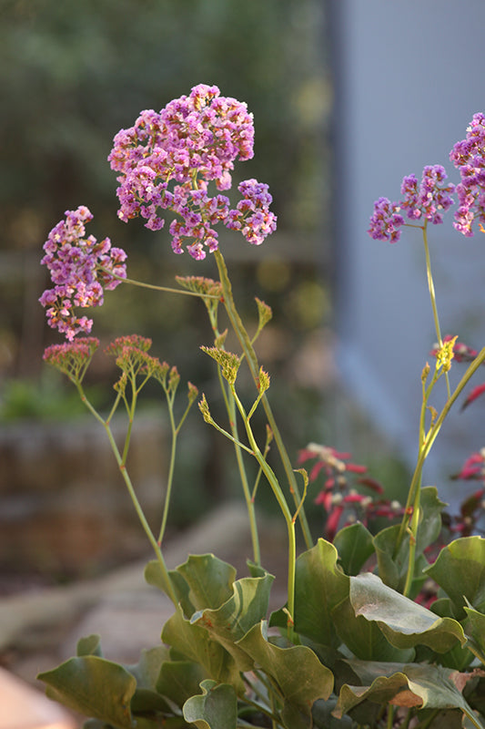 Limonium Perezii (Statice)