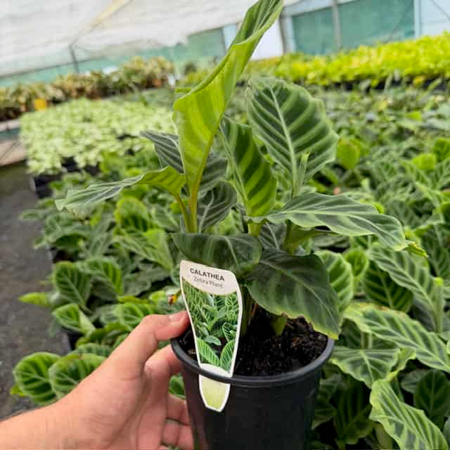 Goeppertia Zebrina (Zebra Plant)