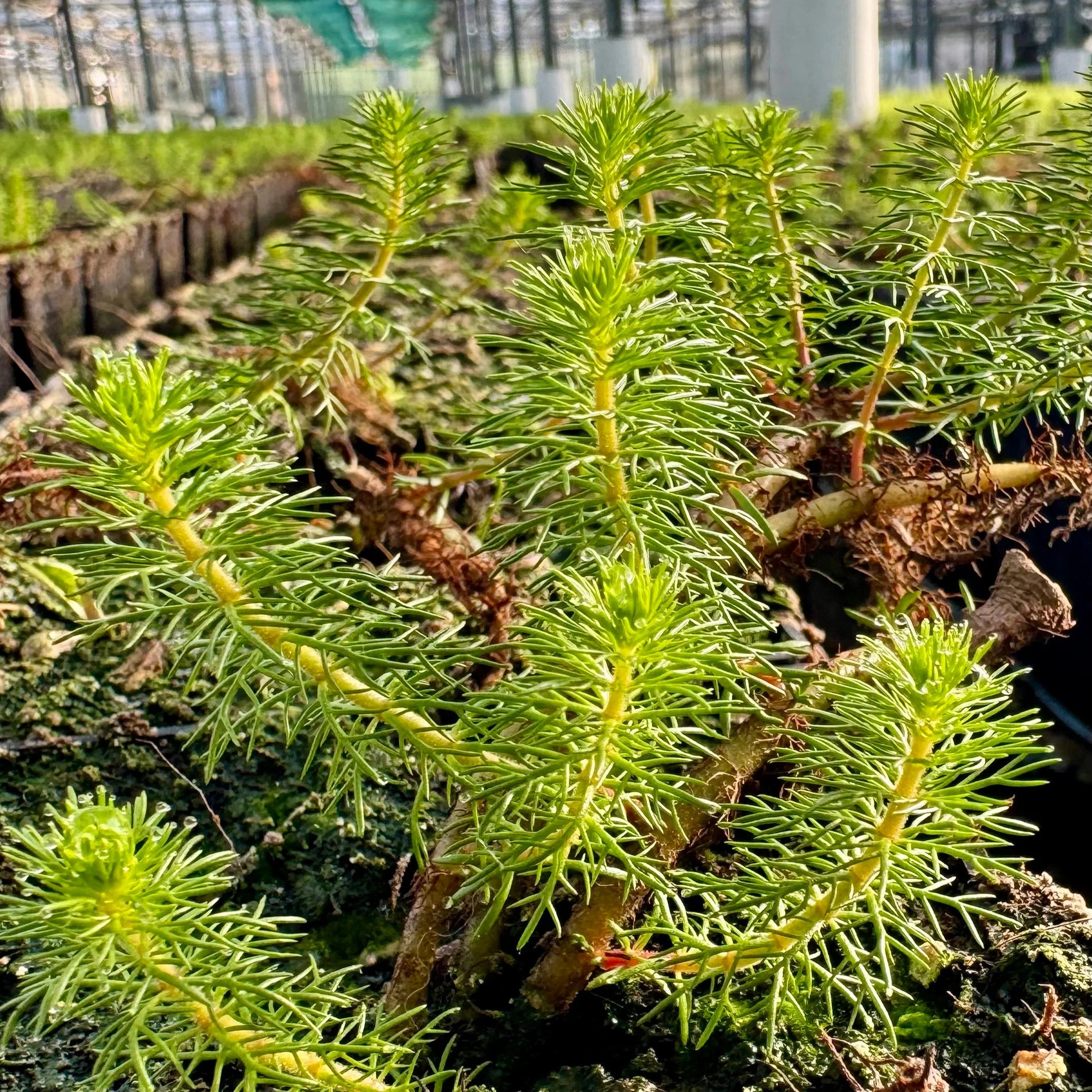 Myriophyllum Crispatum (Upright Water Milfoil)