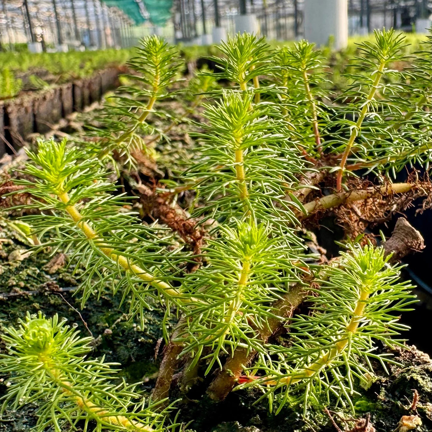 Myriophyllum Crispatum (Upright Water Milfoil)