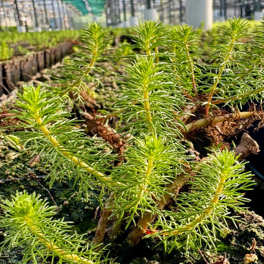 Myriophyllum Crispatum (Upright Water Milfoil)