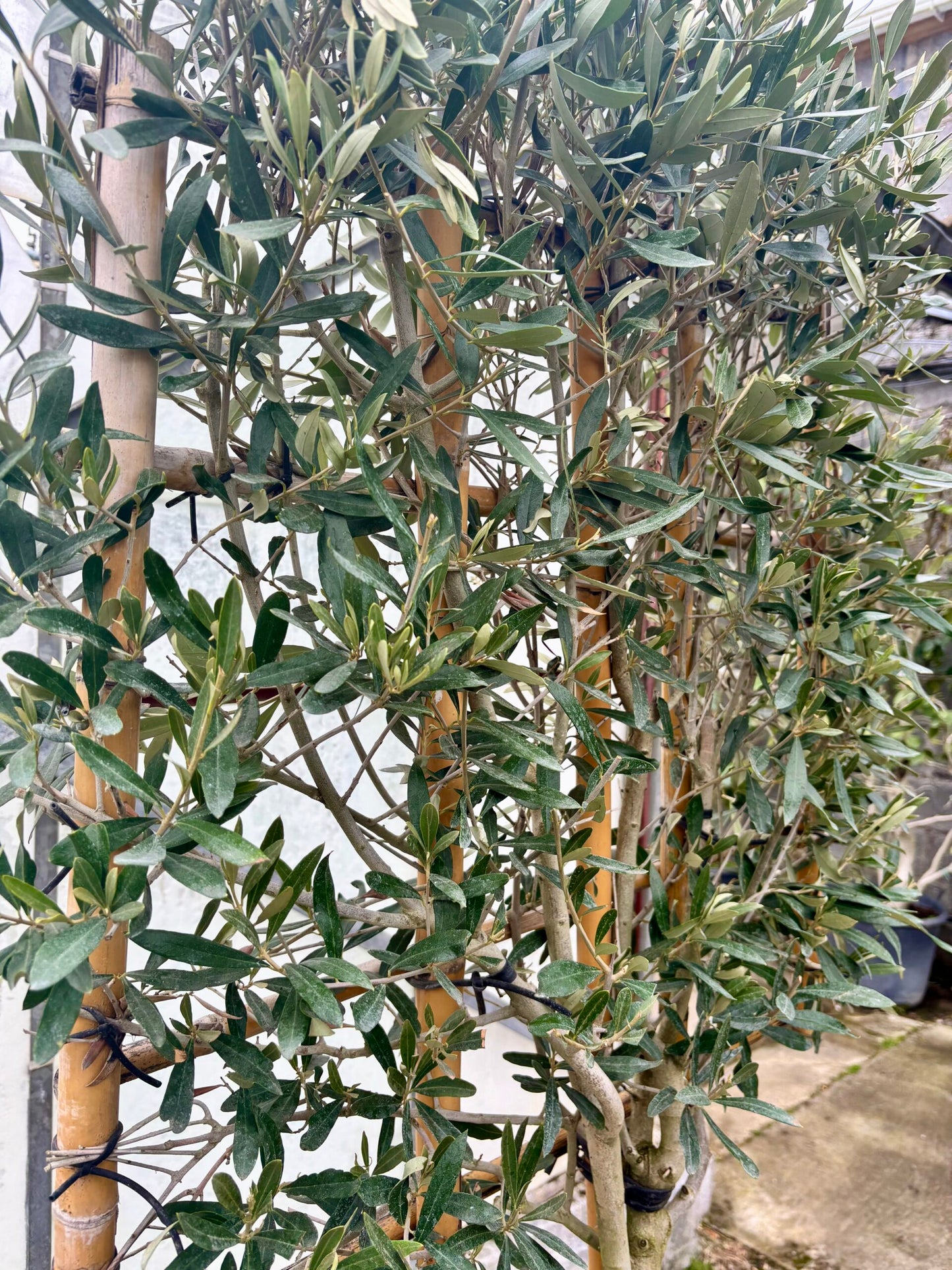 Olea europaea ‘Manzanillo’ (Olive Espaliered)