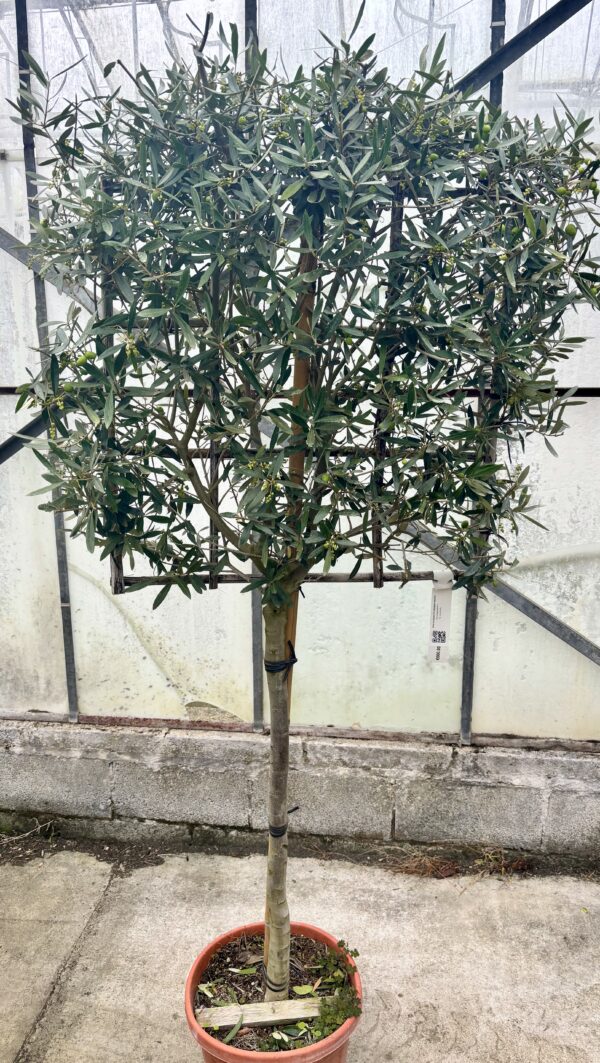 Olea europaea ‘Manzanillo’ (Olive Espaliered)