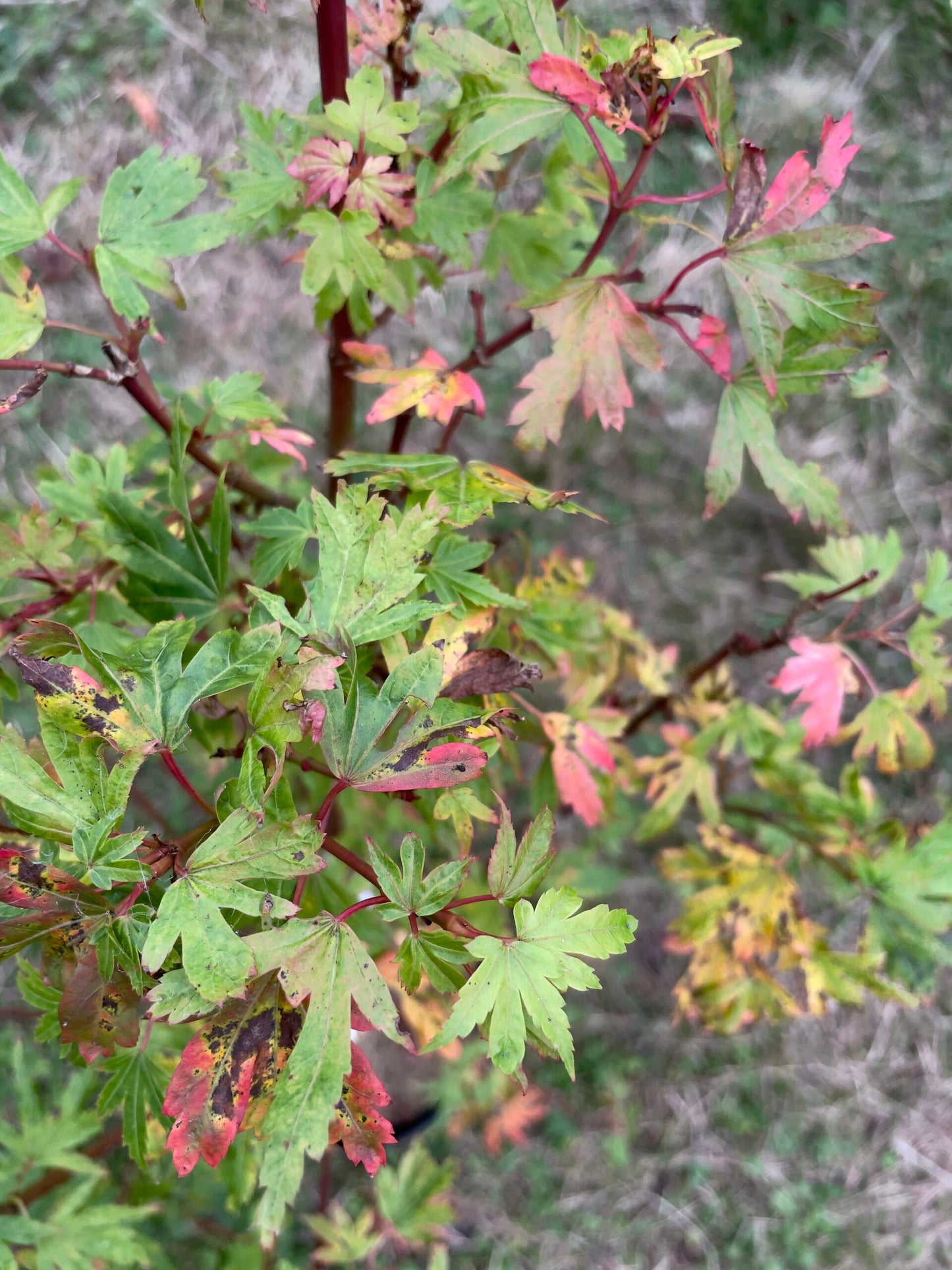 Acer Palmatum 'Tiny Tim' (upright)