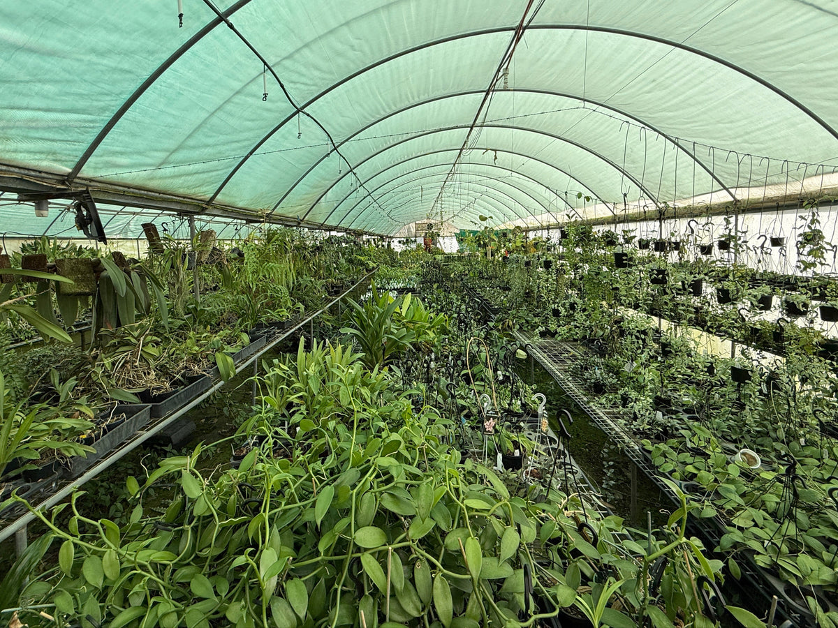 Tree Shop Trade & Wholesale Plants – Bulk Supply for Landscapers & Builders ...