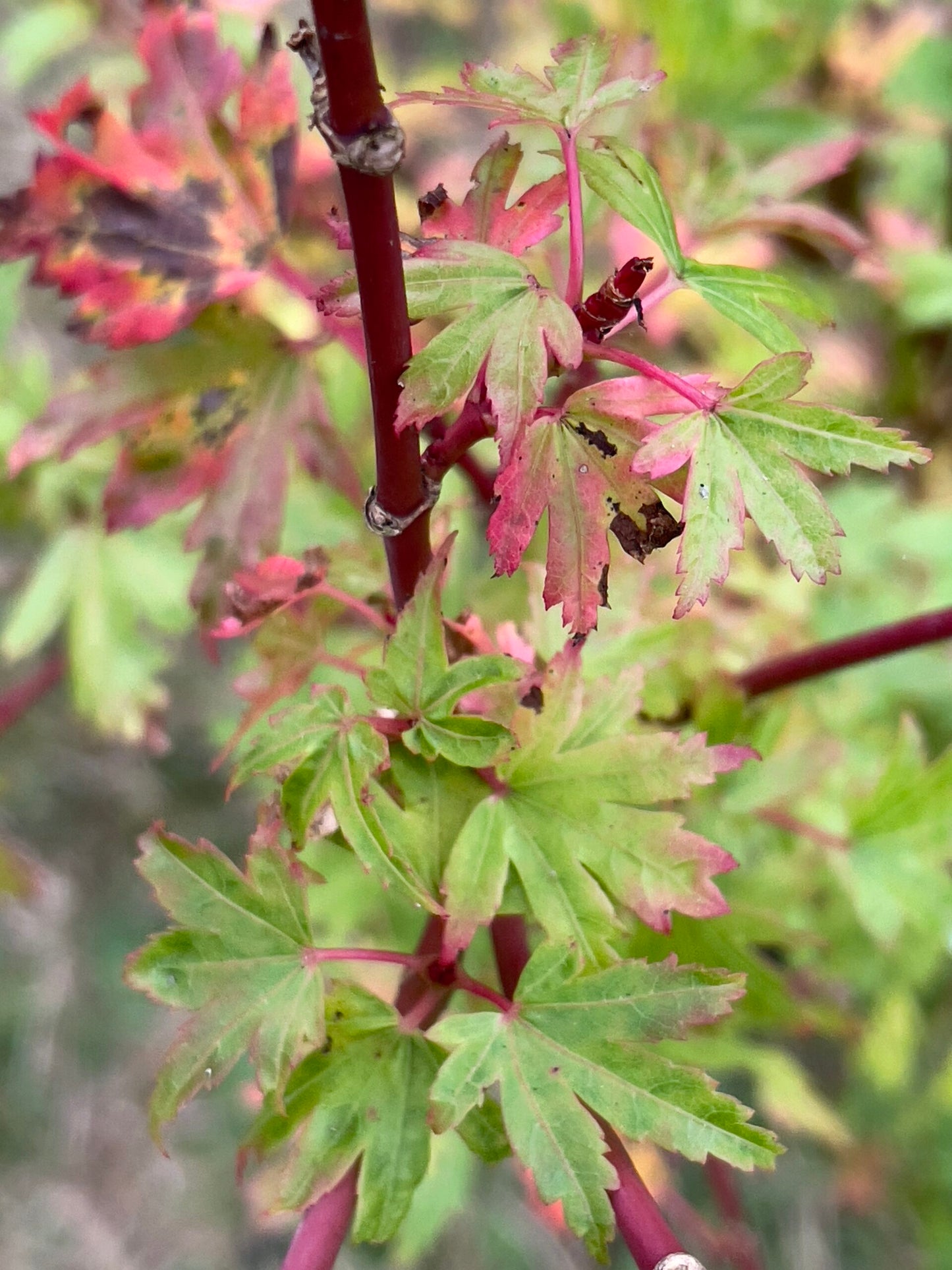 Acer Palmatum 'Tiny Tim' (upright)