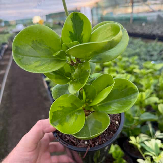 Peperomia Obtusifolia 'Lemon Lime'