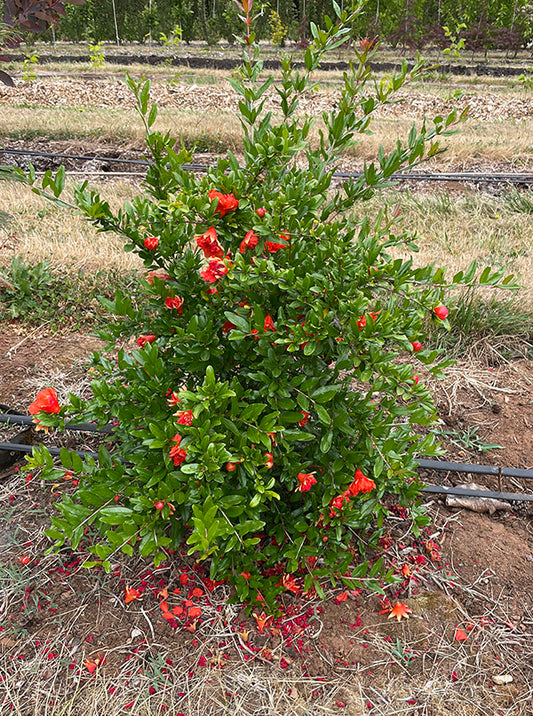 Punica granatum (Pomegranate – Kazake)