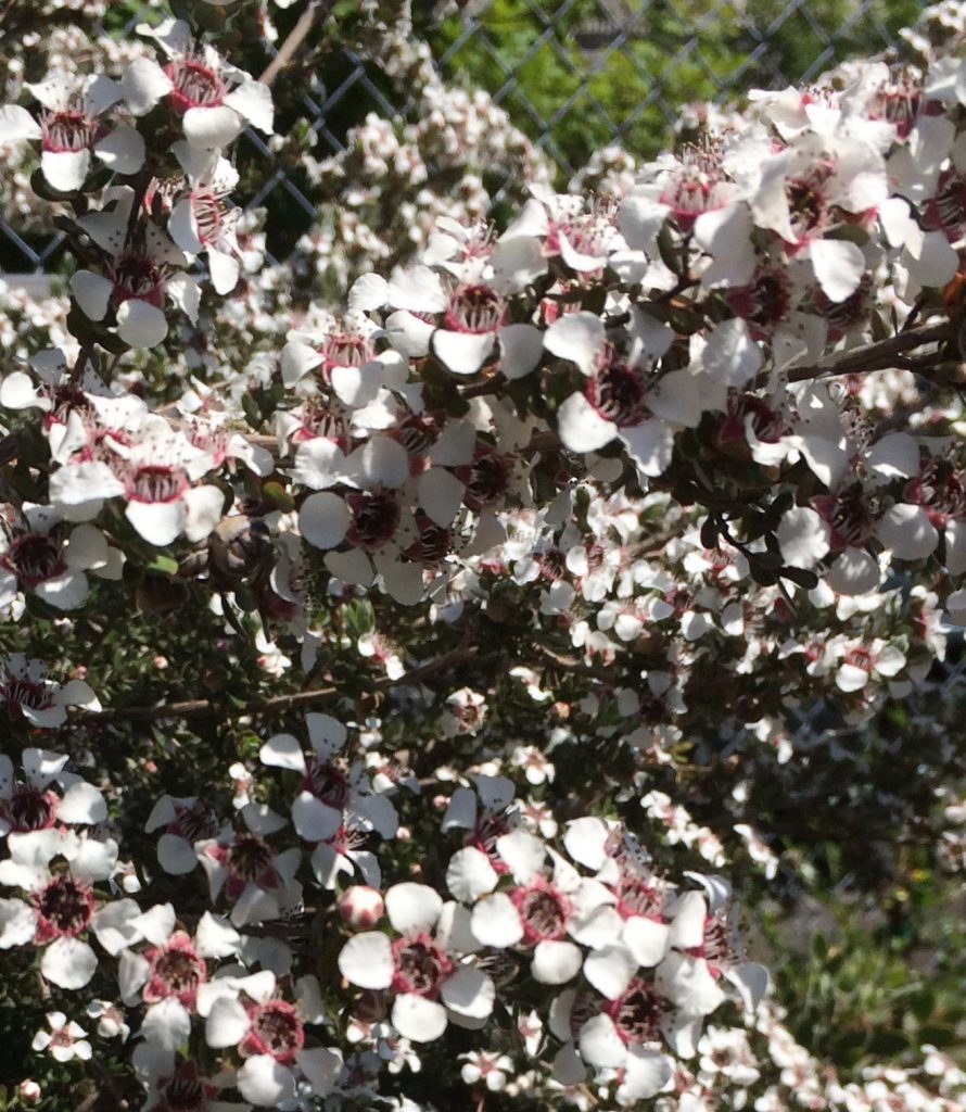 Leptospermum lanigerum – Woolly Tea Tree