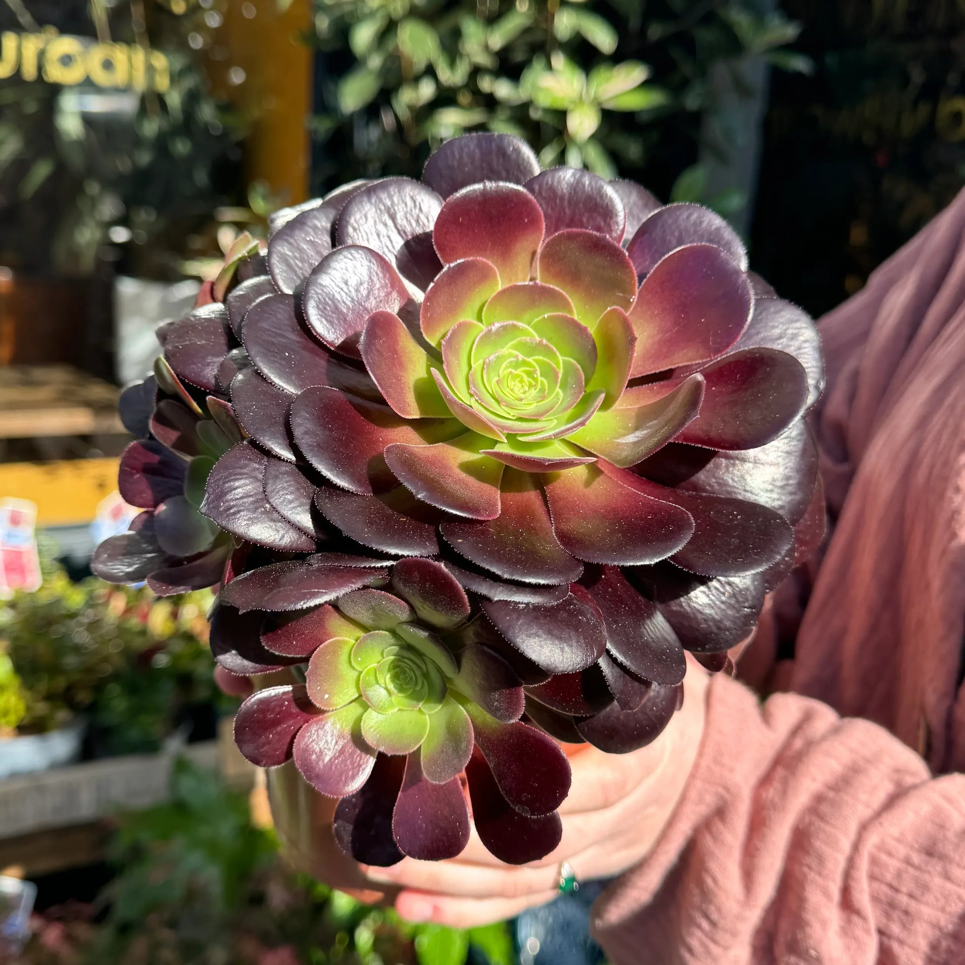 burgundy colored succulents Aeonium Velour – Stunning Burgundy Succulent
