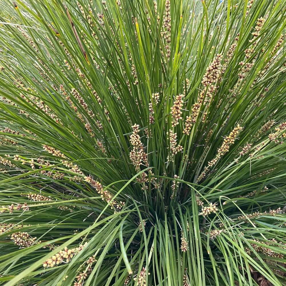 Lomandra fluvitalis (ABU7) Shara™ (Shara Lomandra)