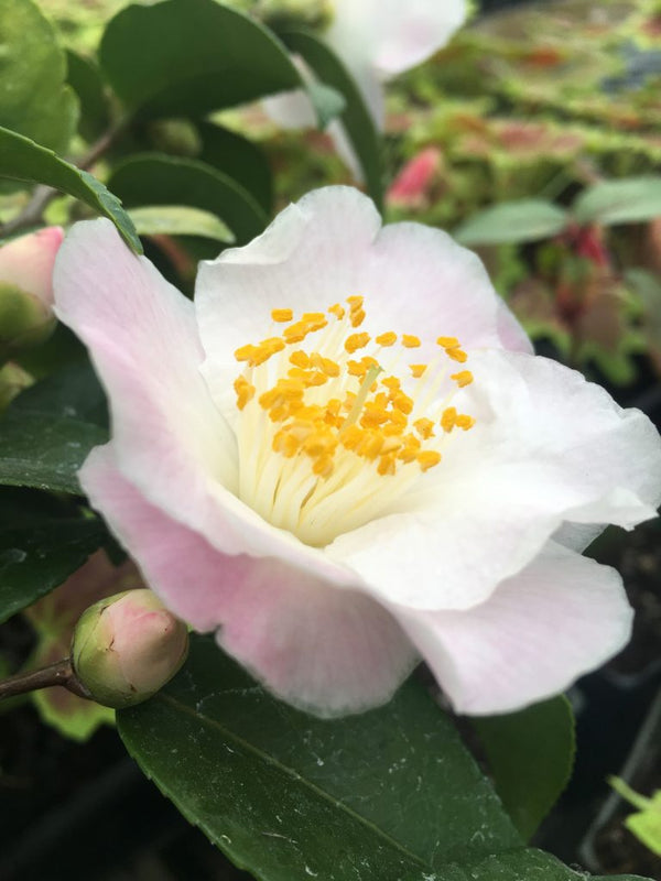Spring Mist Camellia – Fragrant Pink Evergreen Shrub | Nursery ...