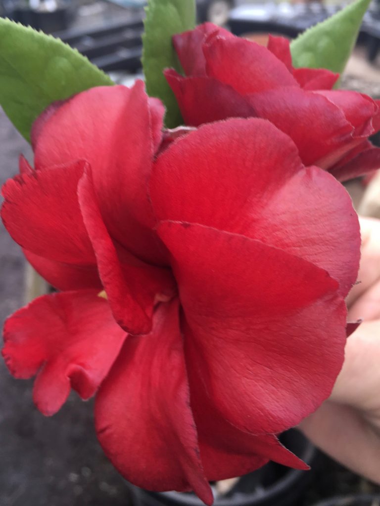 Camellia japonica ‘Black Magic’