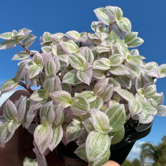 Callisia repens 'Pink Lady' (Pink Lady Hanging Baskets)