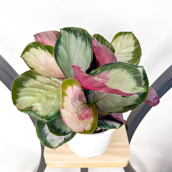 Goeppertia (Calathea) ‘White Cloud’