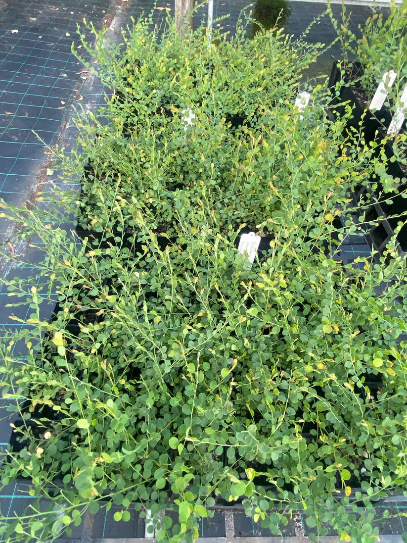 Bossiaea Prostrata (Creeping Bossiaea)