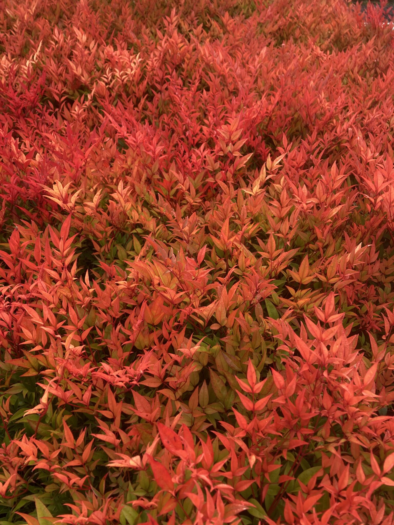 Close-up of Nandina domestica 'Moon Bay' showcasing its striking red foliage.