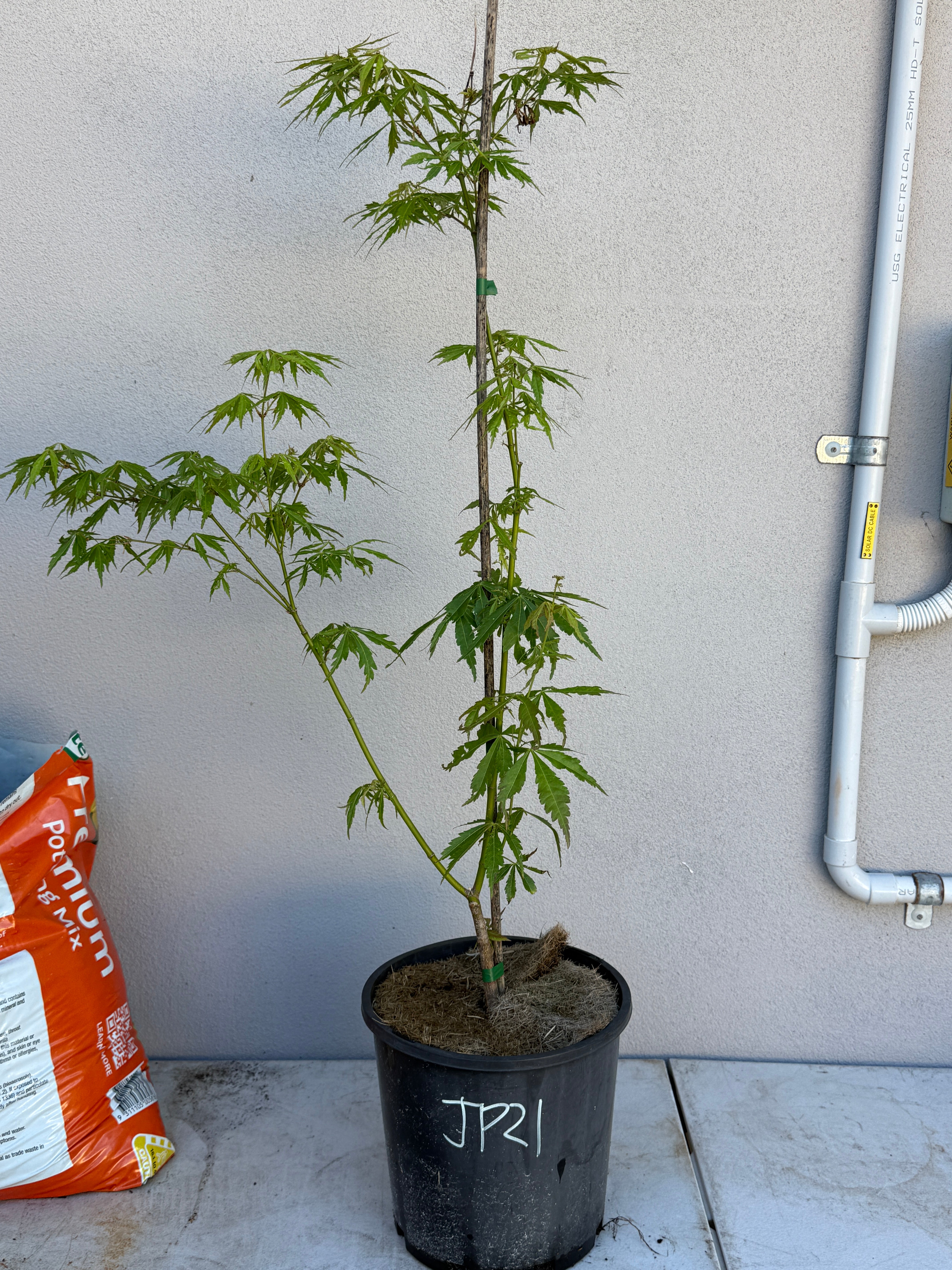 Acer Palmatum 'Unknown Japanese Maple Seedling' (JP21)