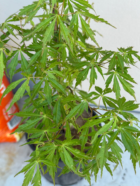 Acer Palmatum 'Unknown Japanese Maple Seedling' (JP21)