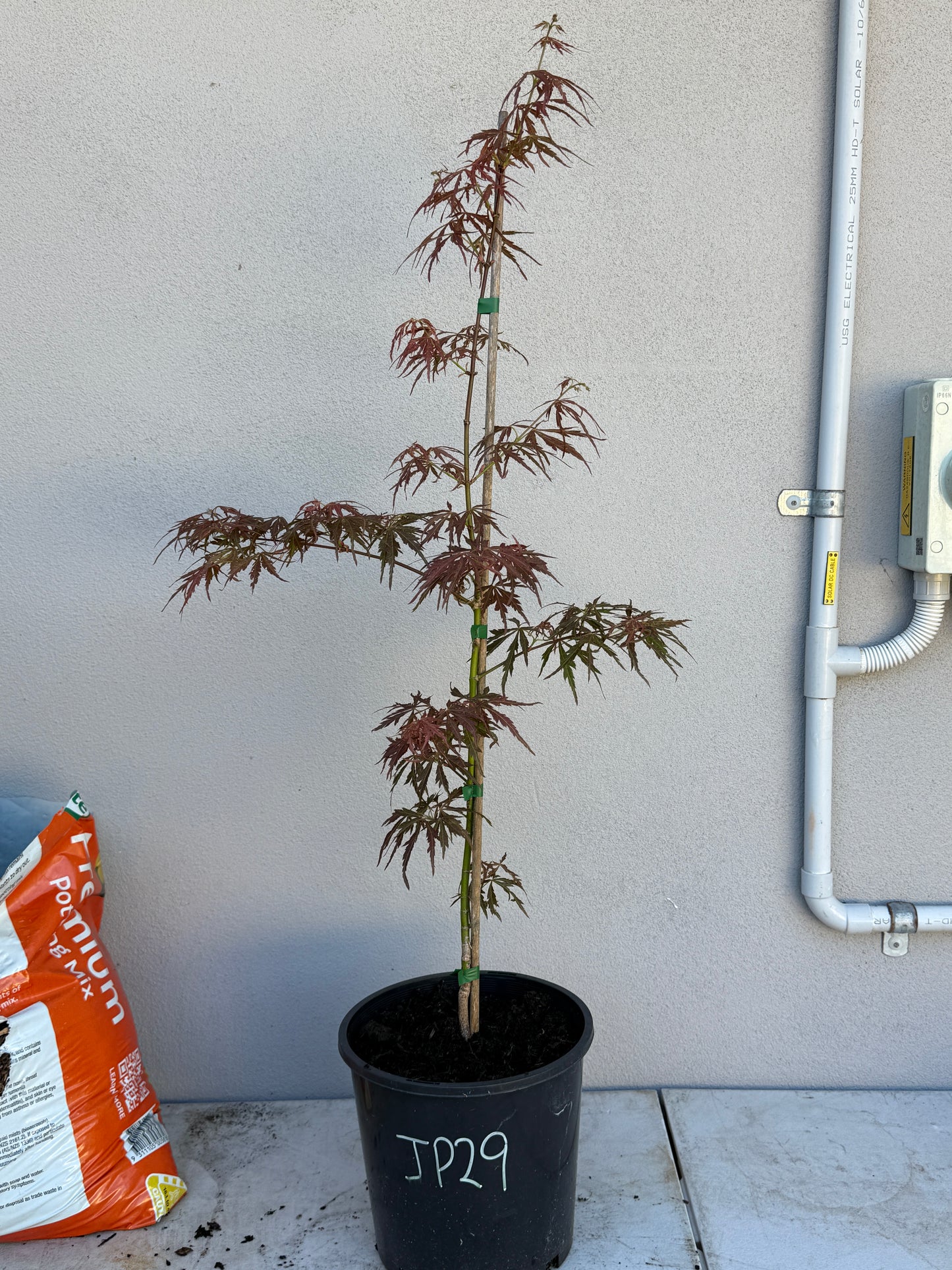 Acer Palmatum 'Unknown Japanese Maple Seedling' (JP29)