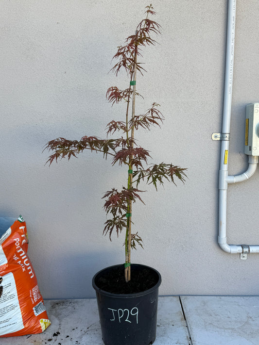 Acer Palmatum 'Unknown Japanese Maple Seedling' (JP29)