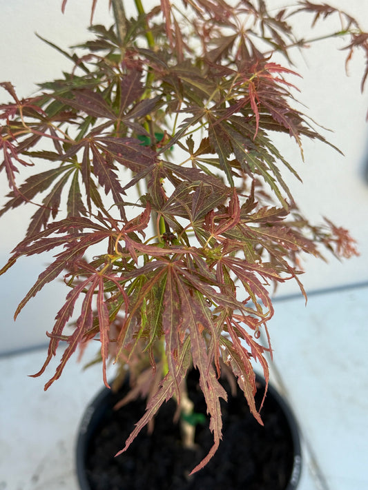 Acer Palmatum 'Unknown Japanese Maple Seedling' (JP20)